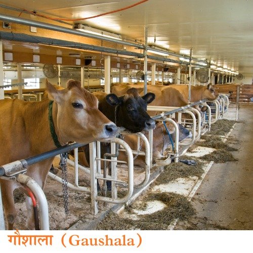 Health Initiative NGO Programme